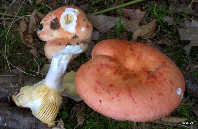 Russula maculata